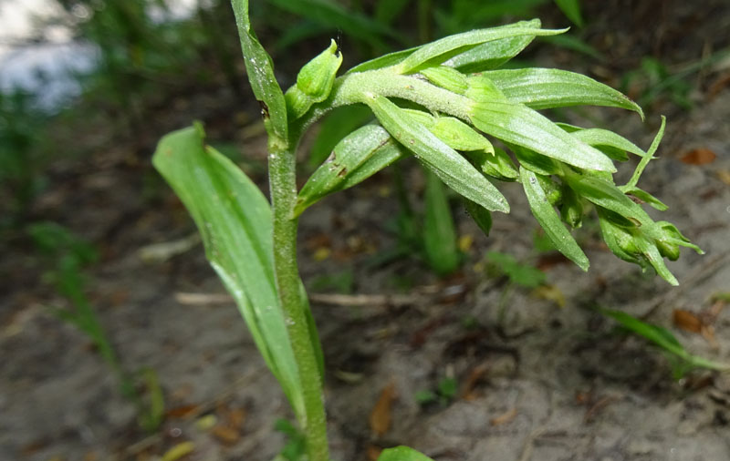 Epipactis bugacensis subsp. bugacensis